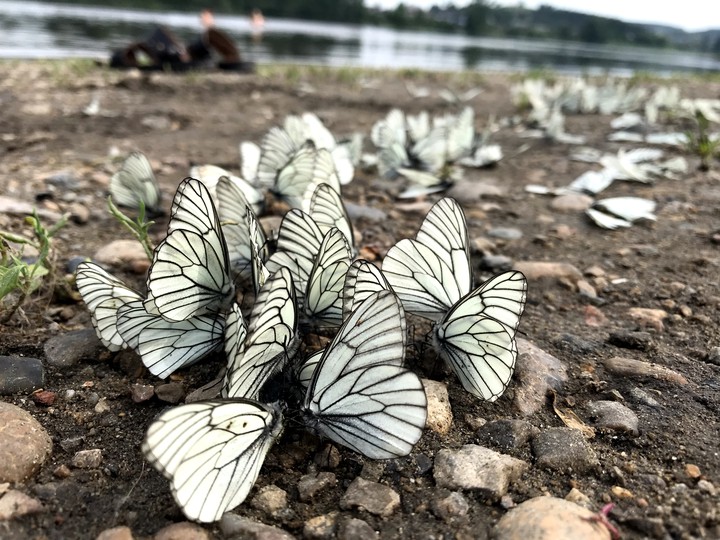 Butterflies