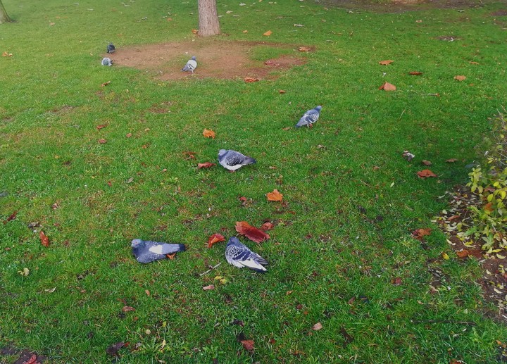 Pigeons