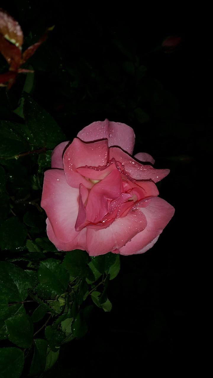 my flower