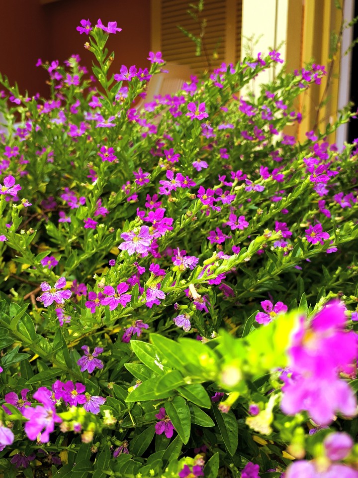 fleurs mauves