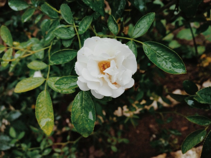 white rose
