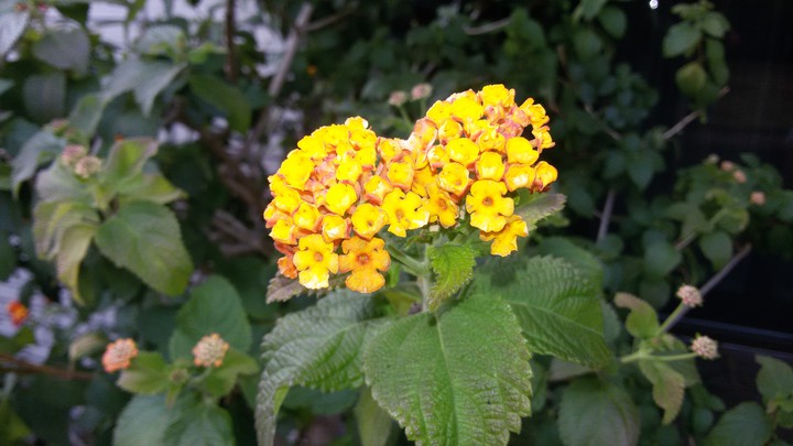 blume