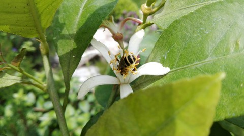 insect, flower háttérképek