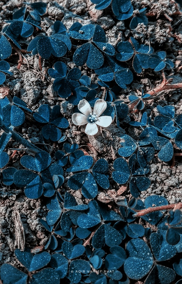 Blue Love