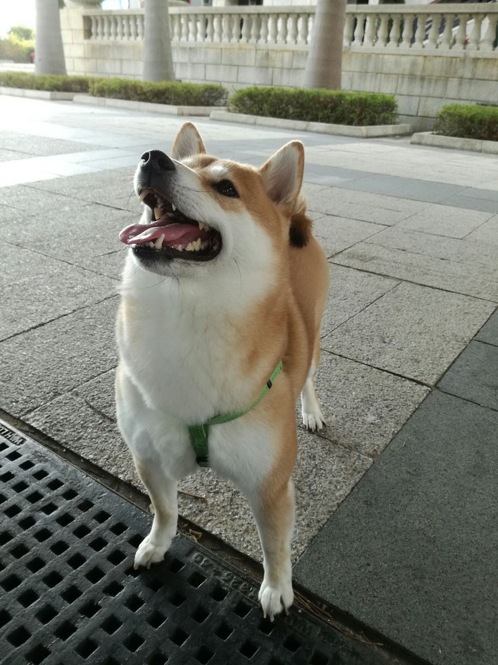 Happy dog