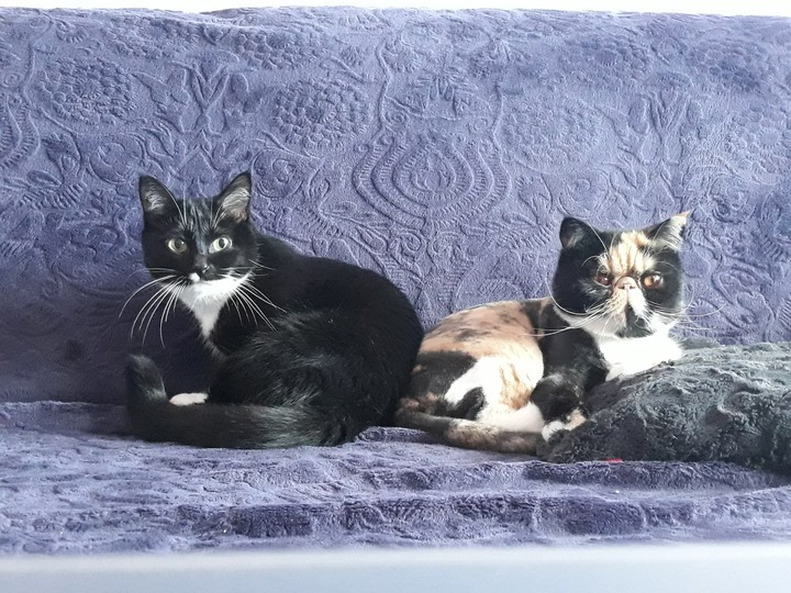 my cats 