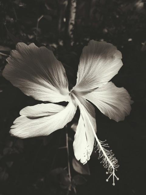 white's beauty