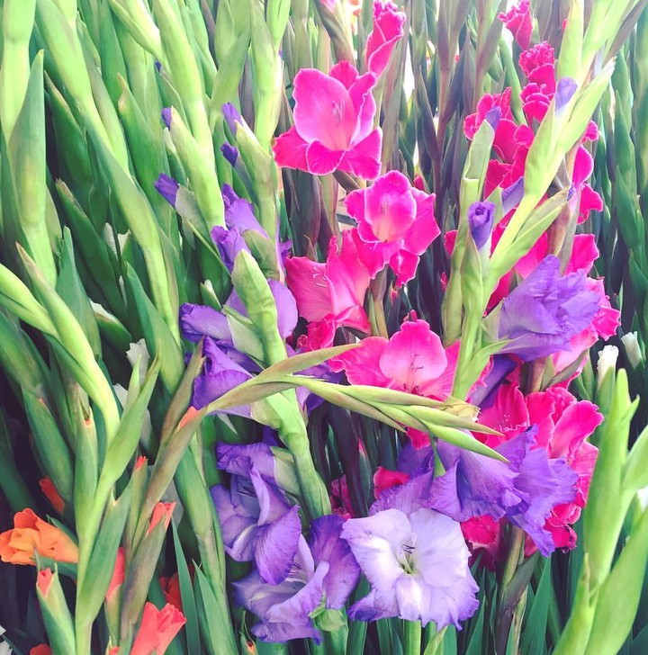 gladiola
