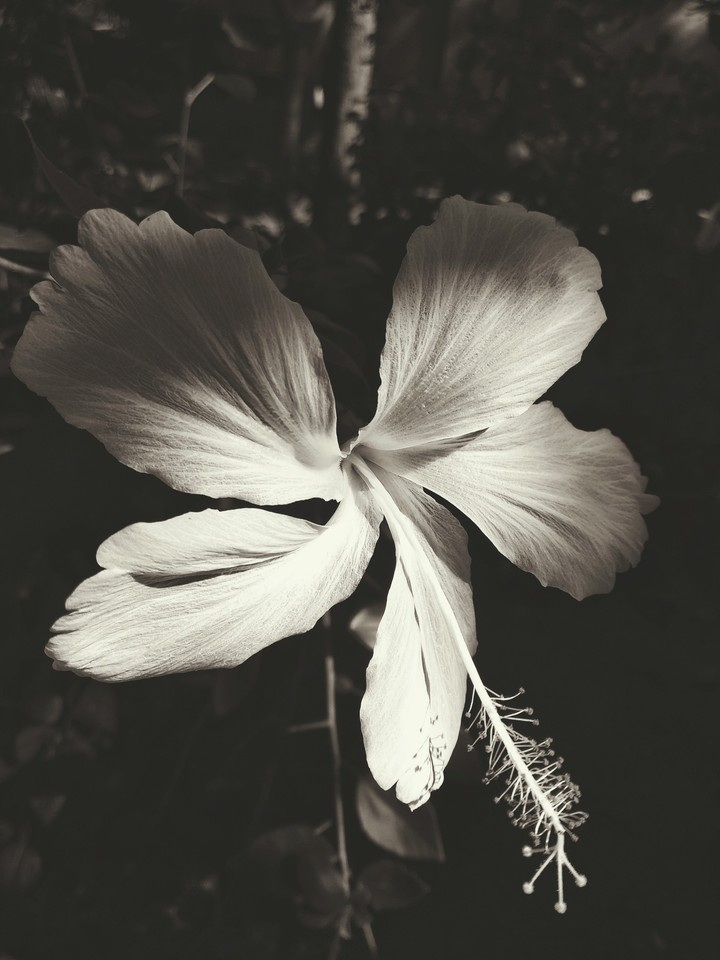 white's beauty