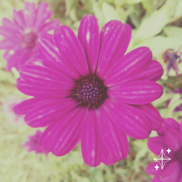 flover