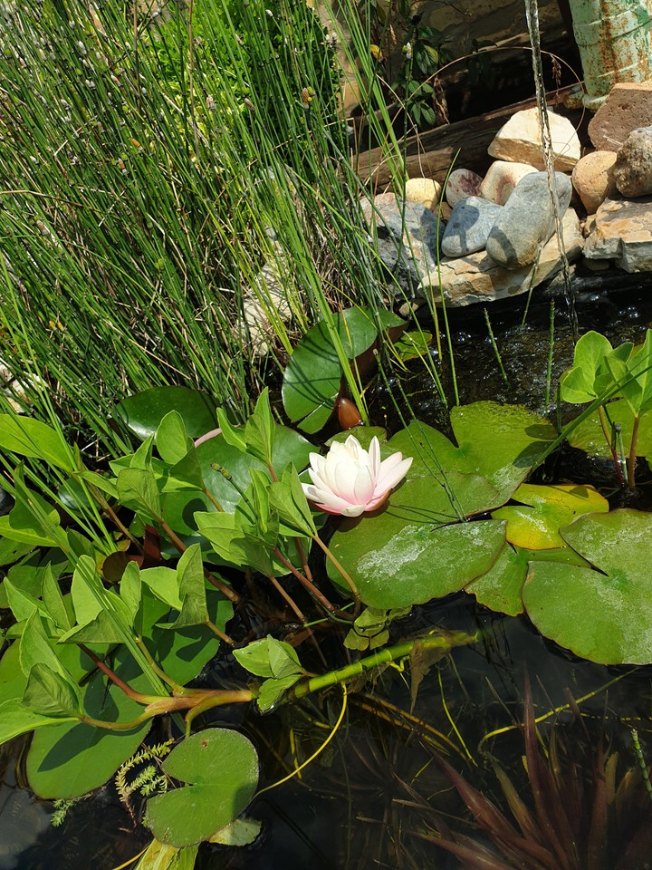MY WATER LILY IS SO BEATIFUL