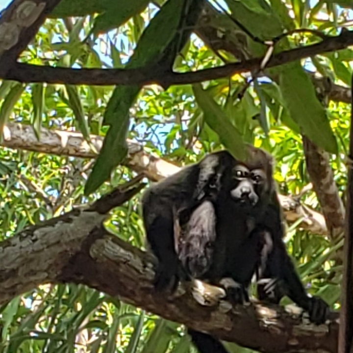 Howler monkey