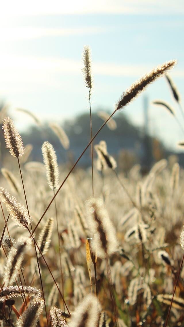 Grass