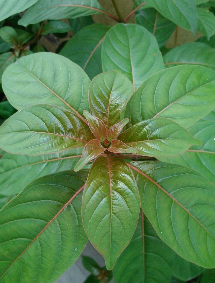 Green leaves