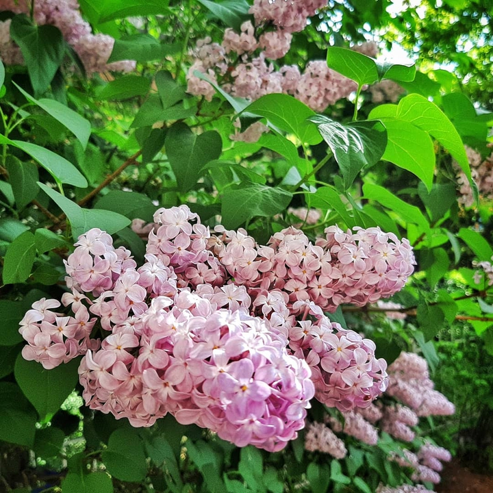 Flowers, hanımeli