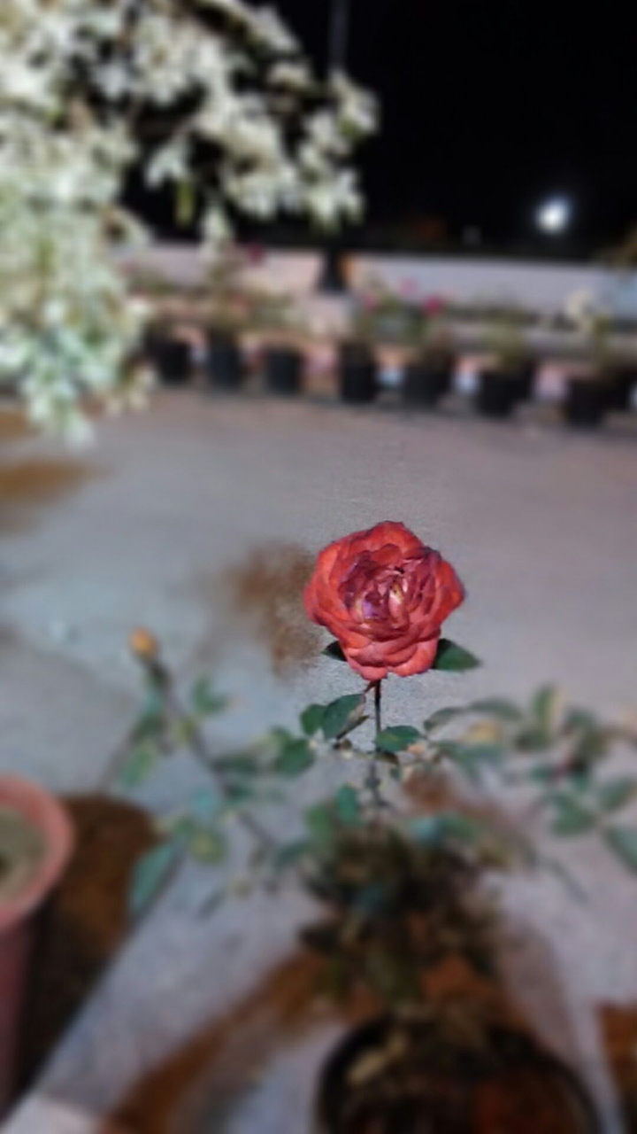 Red Rose
