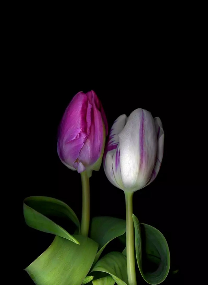 tulip