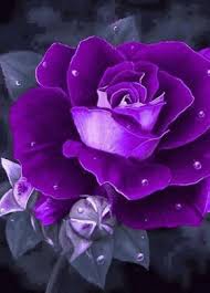 Violet roses.