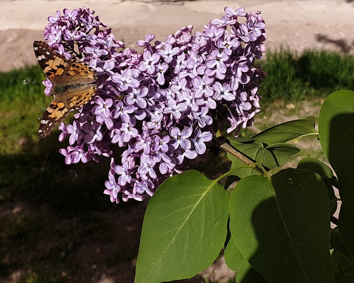 Lilac