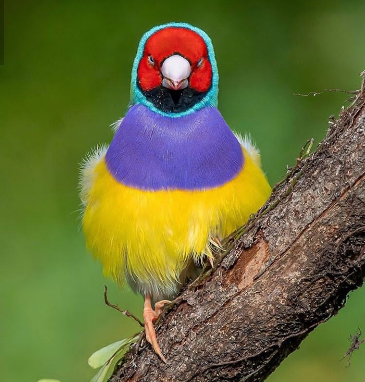 Bird
