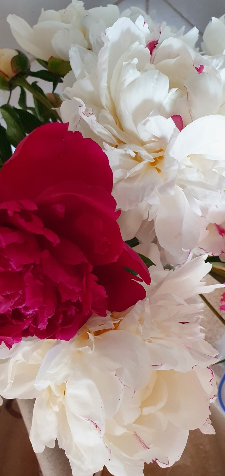 peony