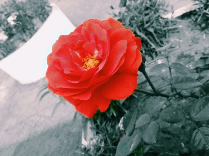 rose