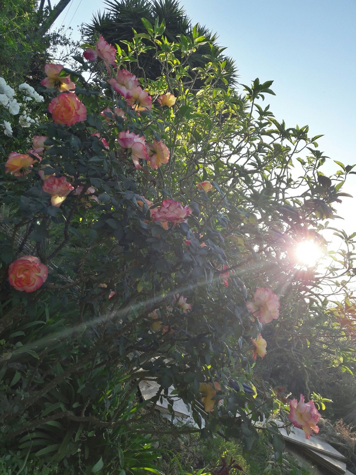 rose