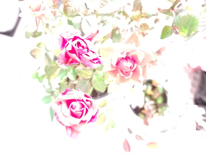 꿈같은 사랑