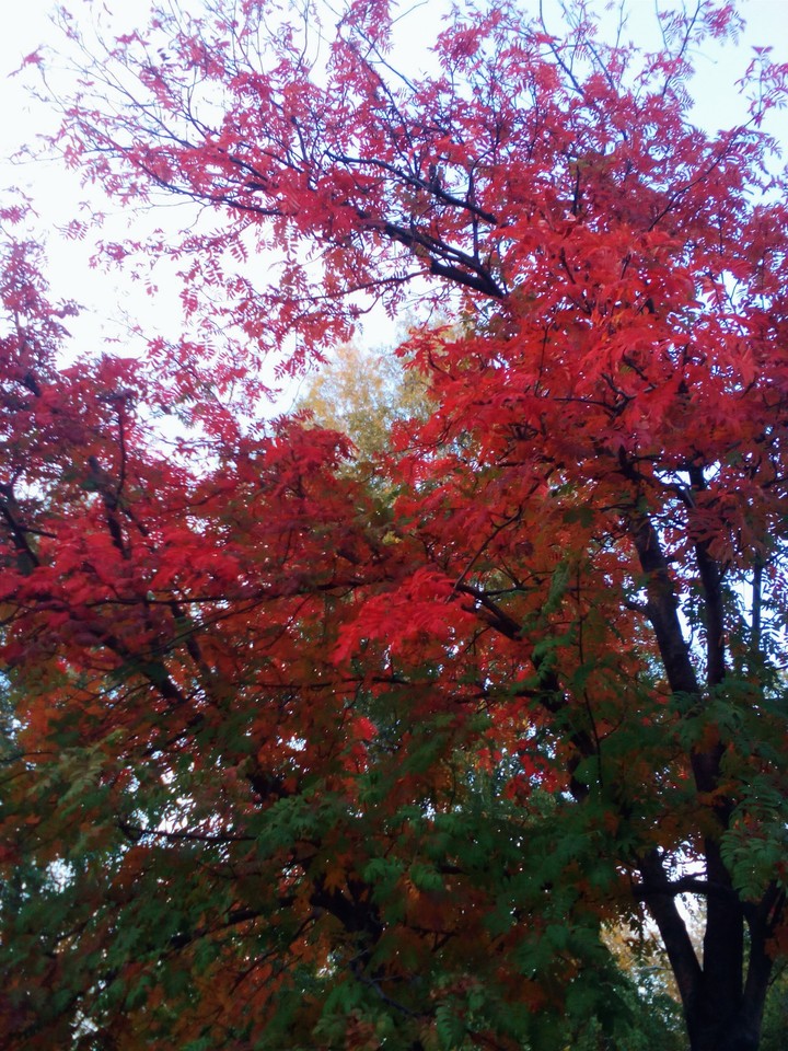 autumn