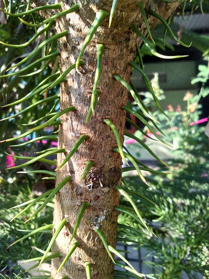tree