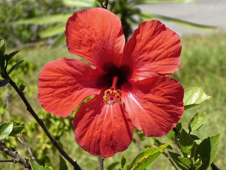 Hibiscus