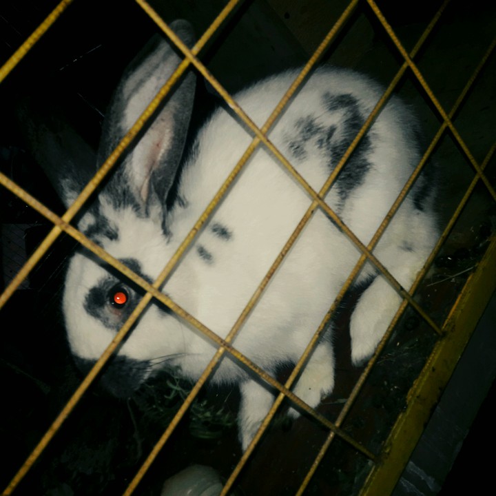 hare