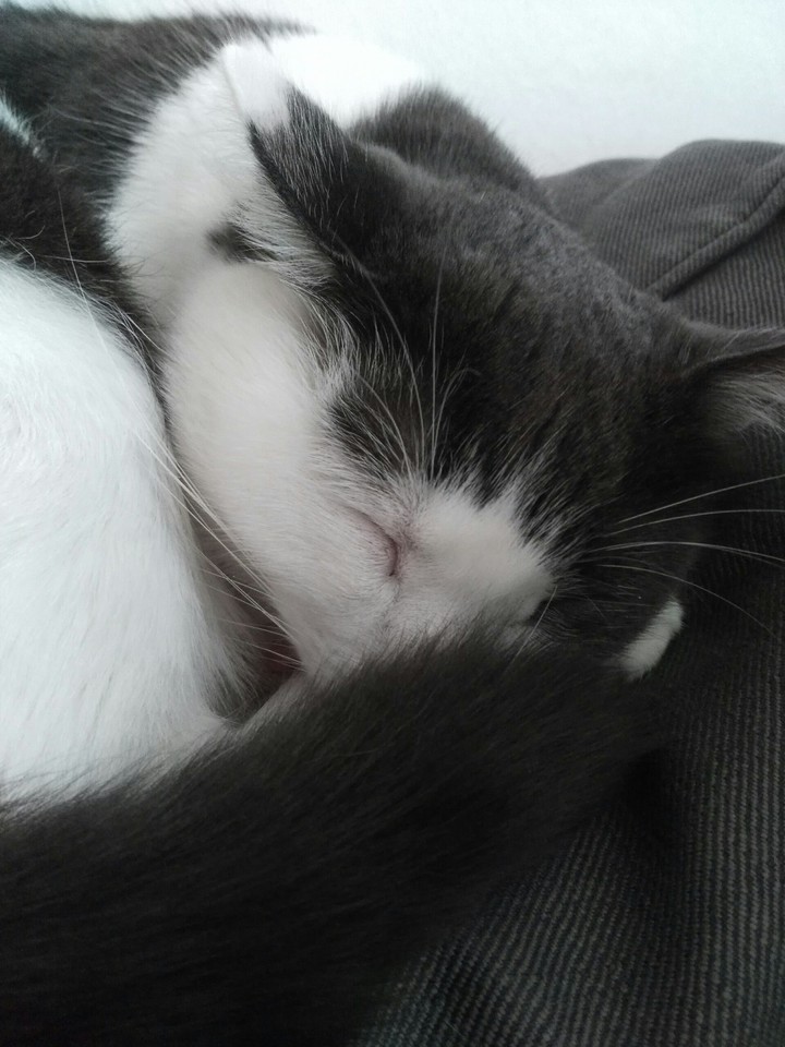 #mysweetcat