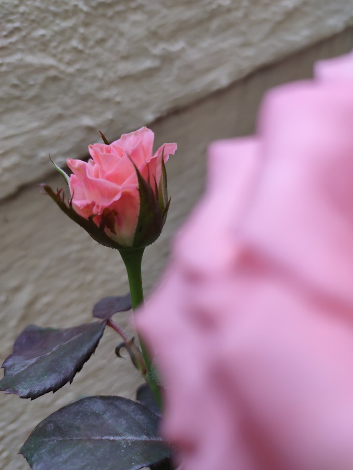 rose ❤️