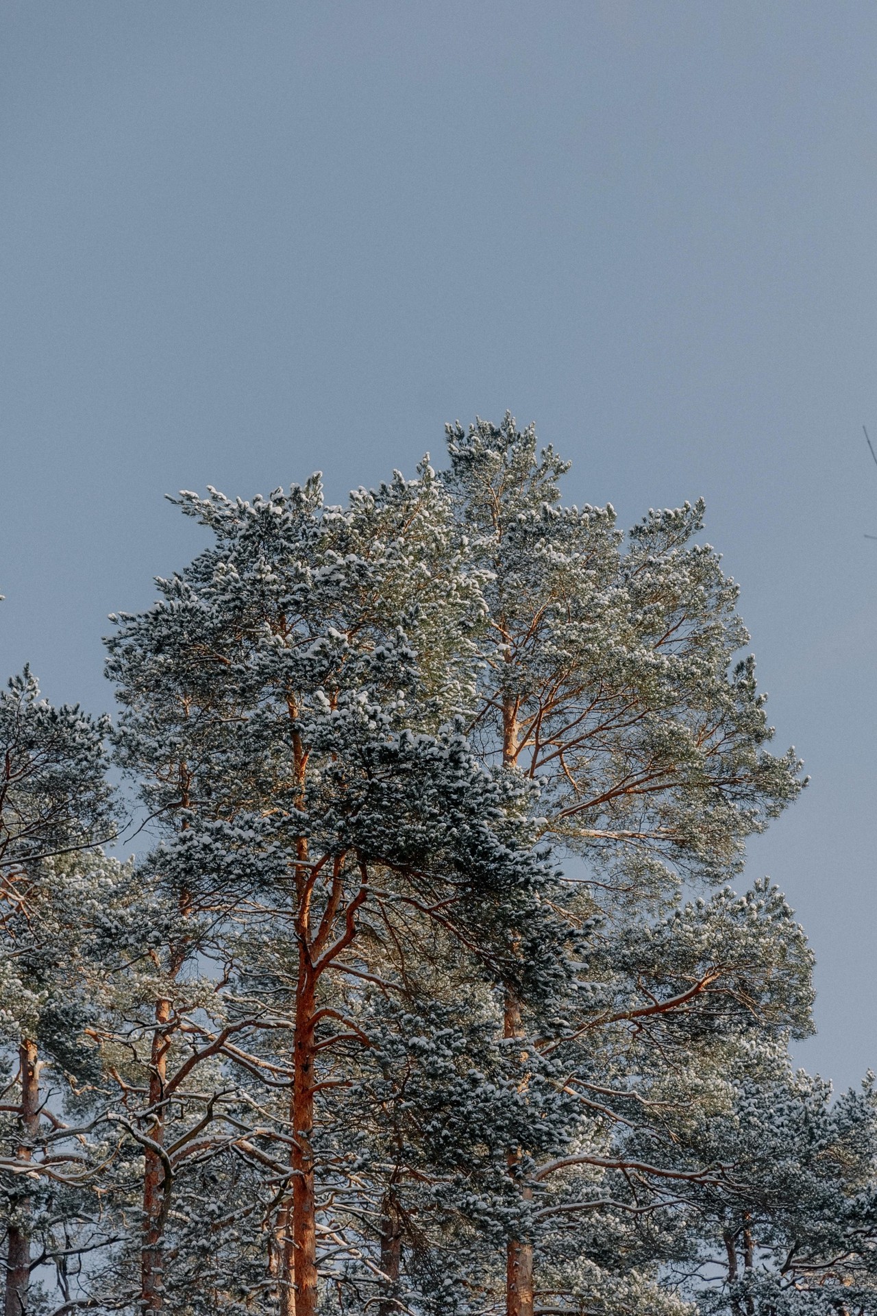 sfondi winter, branch