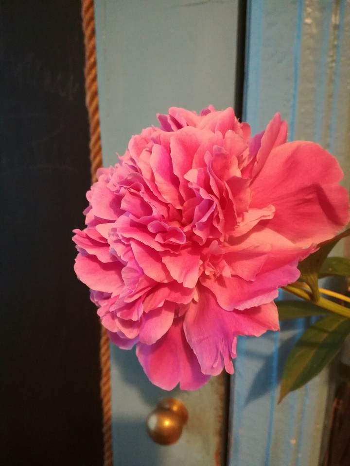 Peony