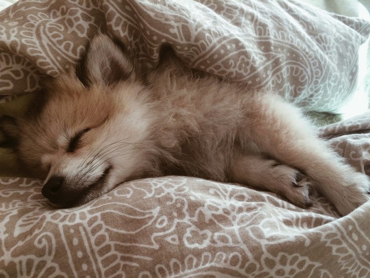 #Charlie #Love #Foxy #Morning