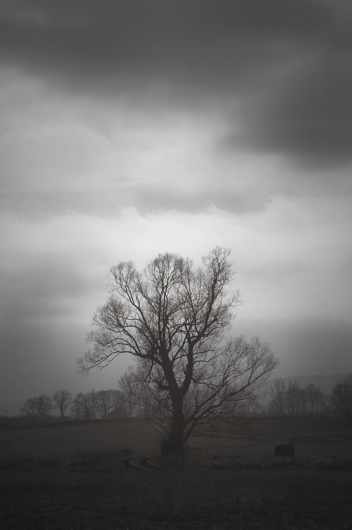 tree alone