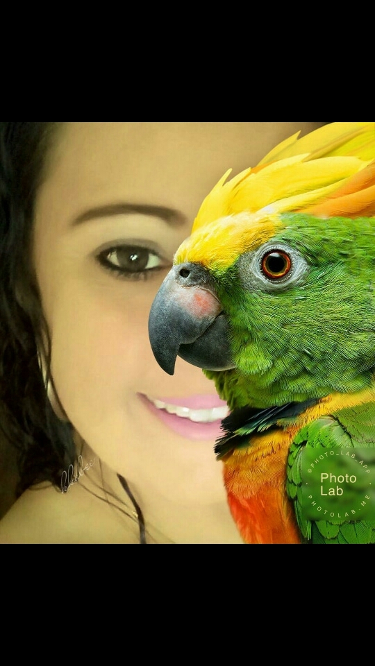 papagaio