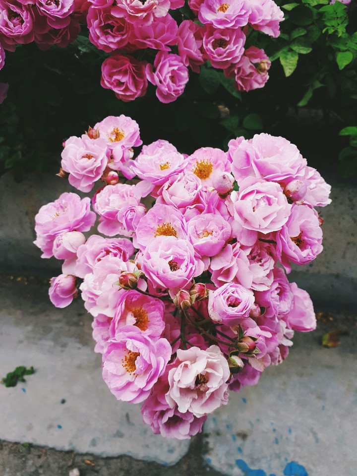 heart flowers