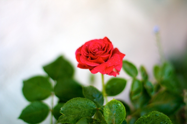 rose flower