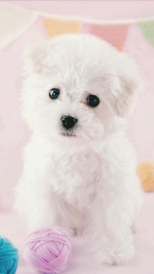 Sweet