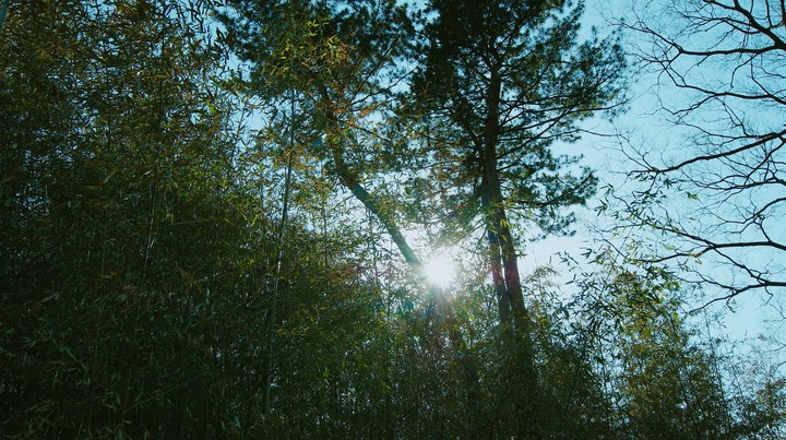 Bamboo