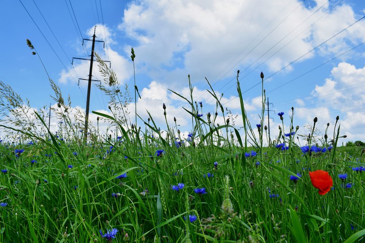 wild flowers