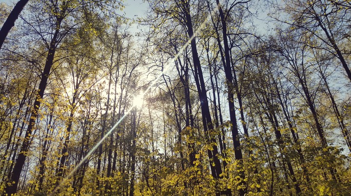 sunny forest