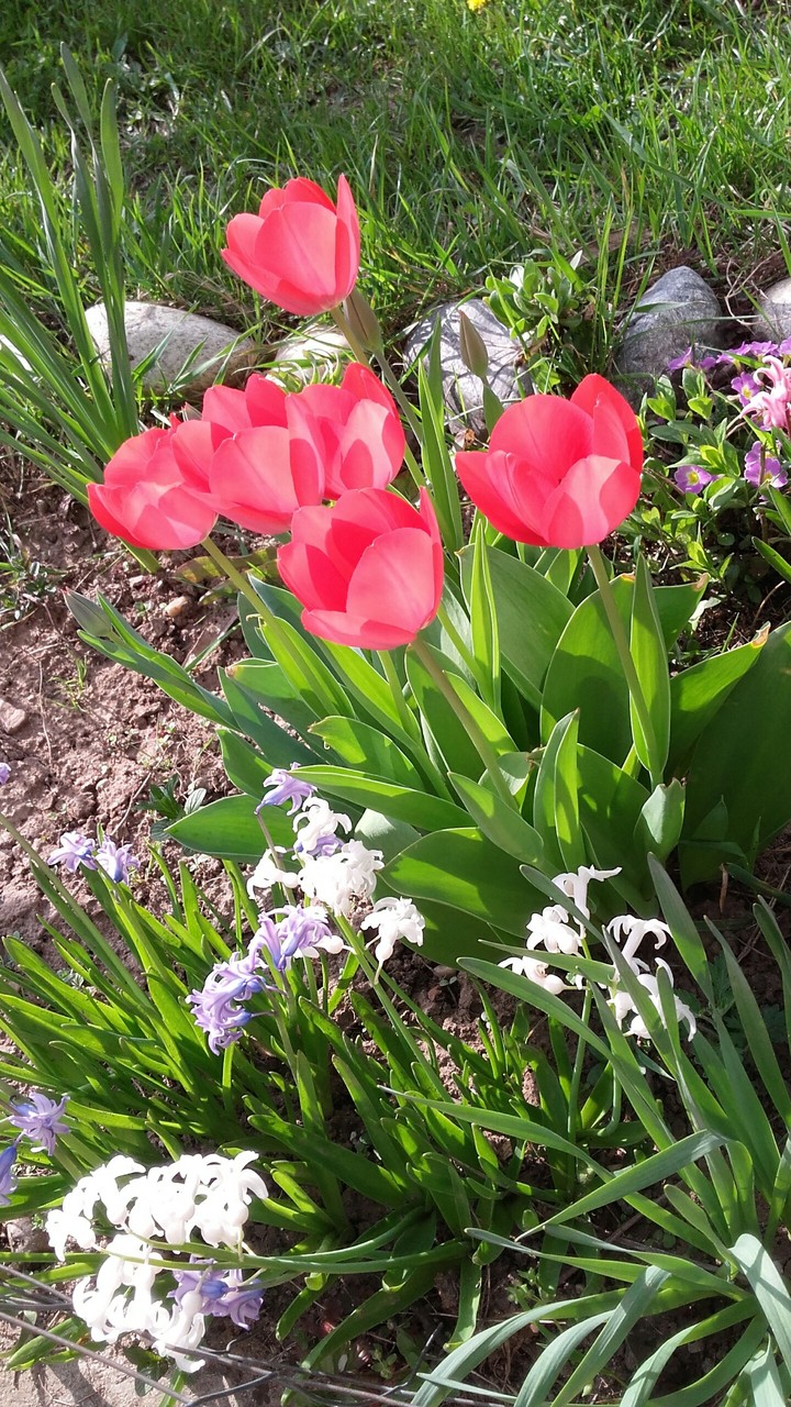 Flowers