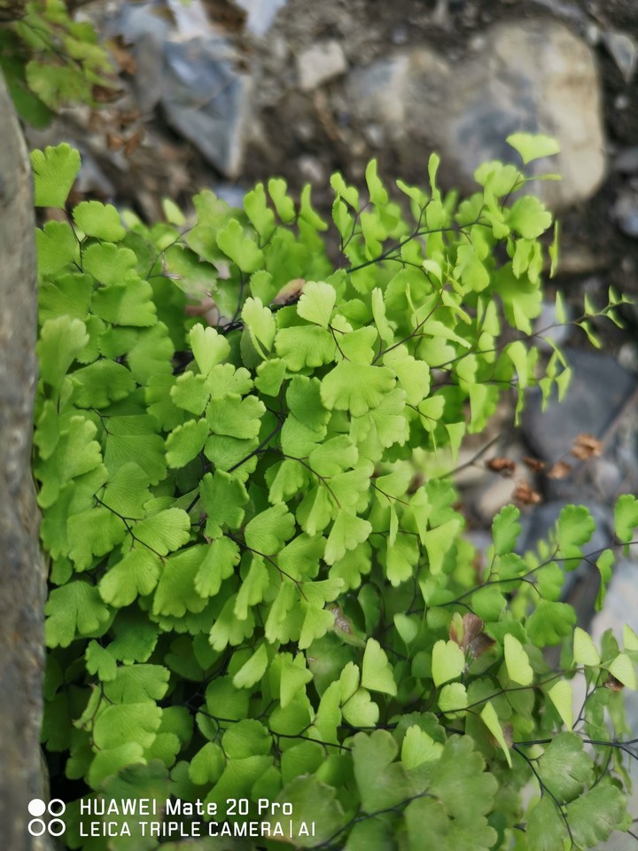 vert