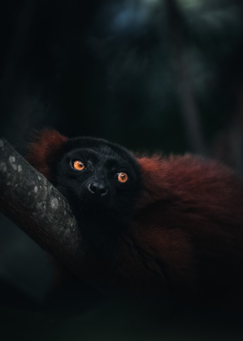 Tail, fur वॉलपेपर