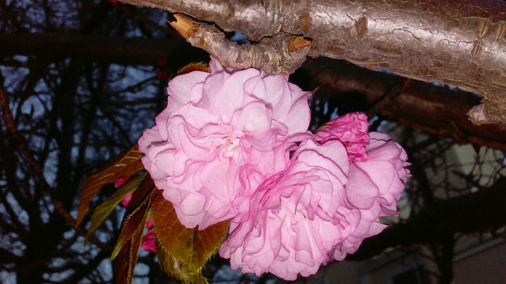 rose