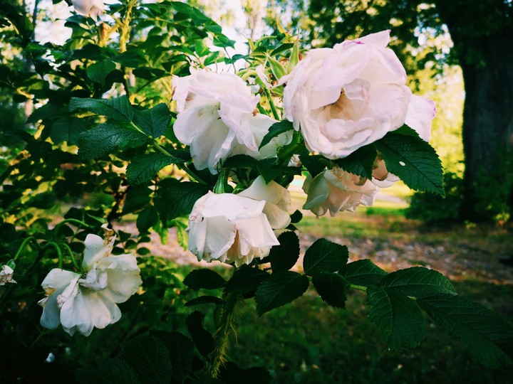rose
